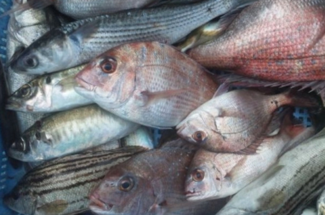 【魚サブスク】漁師さん直送市場
